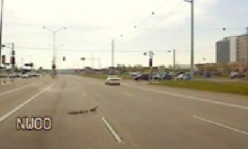 Very Cute! Traffic Stops for Mother Duck Crossing The Road With Her Ducklings