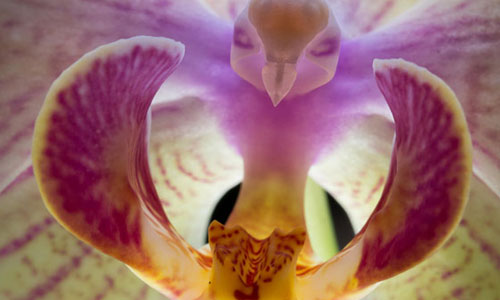 17 Flowers That Look Like Something Totally Else - Can You 