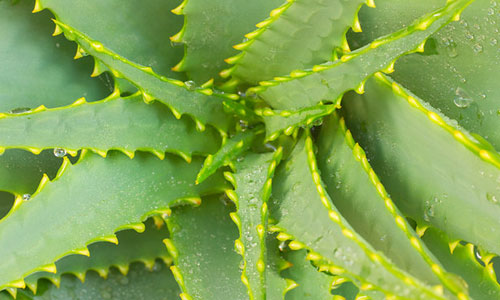 Super Benefits of Aloe Vera for Hair