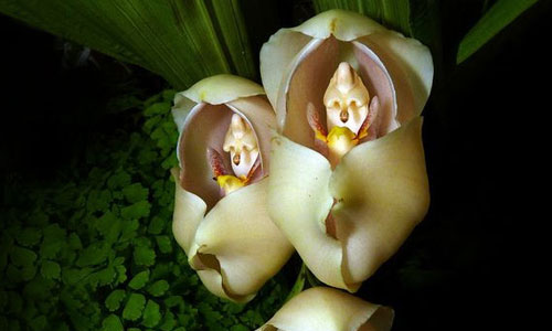 17 Unusual orchids that look like something else - Fun Owl