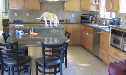 Lucy, The Clever Dog Opens Hot Oven And Steals Some Chicken Nuggets