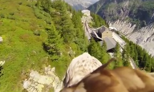 Watch Mindblowing Footage From a Camera on the Top of an Eagle