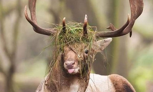 14 Most Funny Looking Animal Photos You Will See