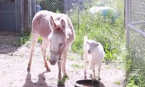 This Is The Unbelievable Story Of Two Best Friends, a Goat And a Burro