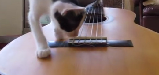 Kittens-Check-Out-A-Guitar