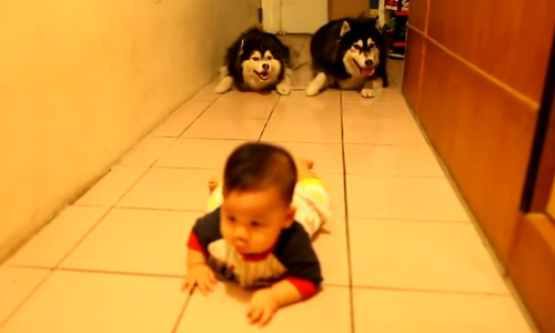 A Baby Starts Crawling With Two Dogs Behind It. You Cannot Imagine What The Dogs Do Next.