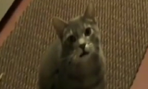 Watch What Happens When Cats Start Saying 'Hey' Instead Of 'Meow'