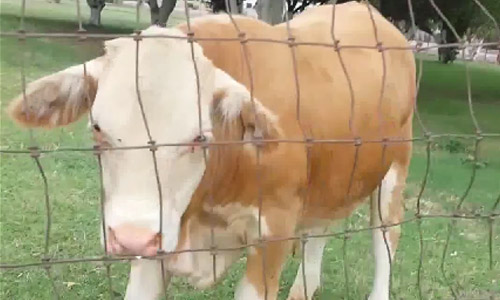 After Watching This You Might Want To Have This Cow As Your Pet