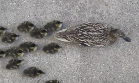 Mama Duck’s 12 Ducklings Fall Down A Manhole. Watch Their Heartwarming Rescue!