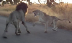 lion-fight
