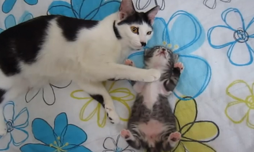 Cat Pats Her Little One To Sleep. Cute!