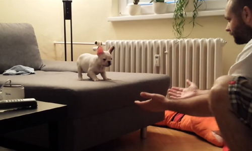 Watch This Cute Puppy Jumping Into His Owner's Hand.
