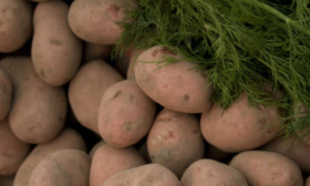 5 Foods That Help You Lose Weight