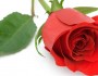 5 Flowers That Cheer You Up