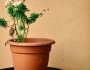 7 Best Indoor Plants