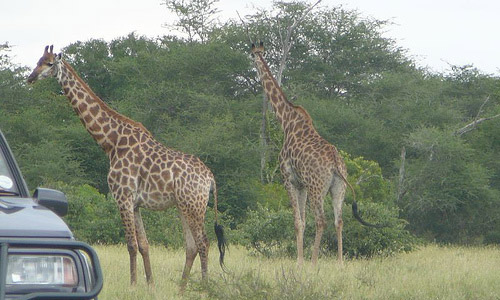 Going for a wild-life safari