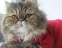 Top 5 Ways To Take Care Of Your Cat