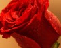 What Different Colors Of Roses Mean?