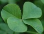 6 Good Luck Symbols To Drive Away Evil