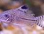 7 Beautiful Fishes You Can Have In Your Aquarium