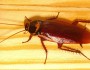 6 Creepy Crawlies That Women Around The World Hate