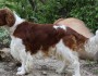 9 Advantages Of Having A Dog