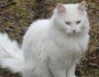 Did You Know That There Are Many Advantages Of Having A Cat? Find Out Now