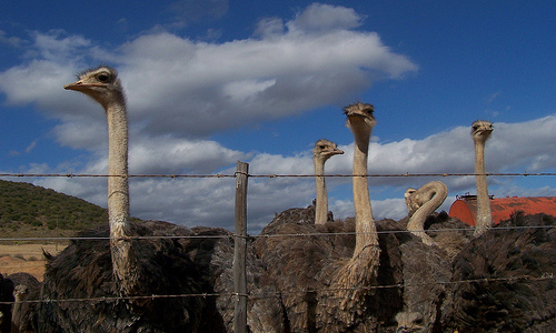 Oudtshoorn