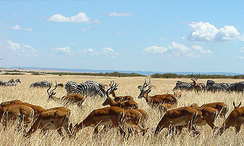 Wildebeest migration in the Masai Mara and Serengeti