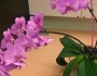5 Indoor Plants Which Will Make Your Home Come Alive