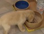 How Often Should You Feed A Puppy?