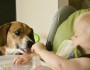 What Foods Are Bad For Dogs?