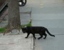 10 Bad Omens From Around The World