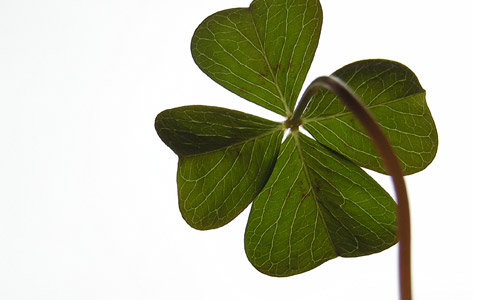 2. Shamrock or four leafed clover