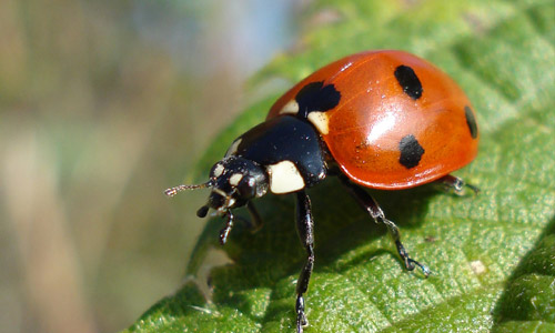 Ladybug