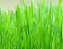 Top 7 Health Benefits Of Wheatgrass Juice