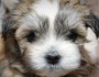 Top 10 Dog Breeds To Keep As Pets 