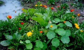 5 Garden Landscaping Ideas You Must Try Out