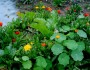 5 Garden Landscaping Ideas You Must Try Out