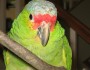 Top 12 Exotic Pets That You May Like To Own