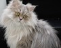 8 Best Cat Breeds To Keep As Pets
