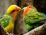 12 Cute Sayings About Love Which You Will Like