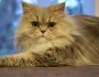 10 Adorable Cat Breeds You Could Adopt