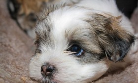 10 Best Dogs to Own