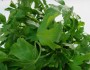 10 Health Benefits of Parsley