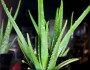 8 Benefits of Aloe Vera Gel