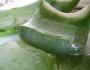 6 Benefits of Aloe Vera Juice 