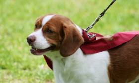 7 Amazing Things That Pets Teach Us