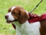 7 Amazing Things That Pets Teach Us