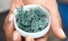 6 Health Benefits of Spirulina
